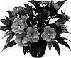 Impatiens%20hawkeri%20%27Odyargos%27