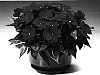Impatiens%20hawkeri%20%27Ingscartwo%27