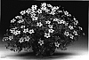Bidens%20ferulifolia%20%27Bidcomtis%27
