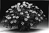 Bidens%20ferulifolia%20%27Bidcomtis%27