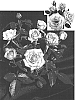 Rosa%20chinensis%20hybrida%20%27SAVapam%27