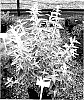 Buddleja%20crispa%20x%20loricata%20%27MORNING%20MIST%27