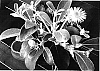 Pachystegia%20insignis%20%27Hardec%27