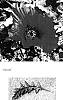 Papaver%20orientale%20%27Sunset%27