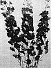 Delphinium%20hybrida%20%27Barthirty%27