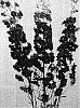 Delphinium%20hybrida%20%27Barthirty%27