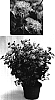Ageratum%20houstonianum%20%27Sage00591%27