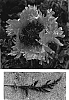 Papaver%20orientale%20%27Fancy%20Feathers%27