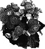 Begonia%20x%20hiemalis%20%27Bbvolkra%27