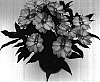 Impatiens%20hawkeri%20%27Odyparnassus%27
