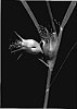 Buchloe%20dactyloides%20%28Nutt%29%20Engelm%20%27Density%27