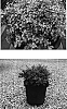 Buxus%20sempervirens%20%27Hiram%20Saunders%27