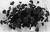 Pelargonium%20peltatum%20%27Global%20Orchid%27