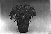 Chrysanthemum%20morifolium%20%27Effie%27