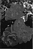 Rosa%20hybrida%20%27NOA83100B%27