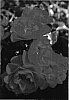 Rosa%20hybrida%20%27NOA83100B%27