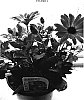 Osteospermum%20ecklonis%20%28DC%29%20T.%20Norl.%20%27Sunny%20Sabrina%27