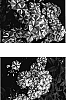 Phlox%20paniculata%20%27Spinners%27