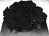 Impatiens%20hawkeri%20%27Fisco%20Fire%27