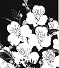 Alstroemeria%20hybrida%20%27Zalsarest%27