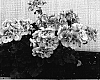 Pelargonium%20x%20hortorum%20%27Pacry%27