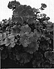 Pelargonium%20x%20hortorum%20%27Pacpin%27