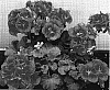 Pelargonium%20x%20hortorum%20%27Swevio%27