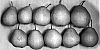 Pyrus%20communis%20x%20Pyrus%20pyrifolia%20%27Prem2P%27