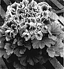 Pelargonium%20x%20domesticum%20%27Maiden%20Deep%20Lavender%27