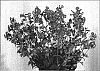 Lychnis%20hybrid%20%27Rolly%27s%20Favorite%27