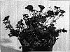 Geranium%20cinereum%20%27Memories%27