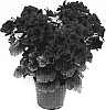 Pelargonium%20grandiflorum%20%27Regvel%27