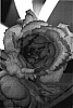 Rosa%20hybrida%20%27Meivility%27