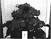 Begonia%20x%20hiemalis%20%27Bbpaola%27