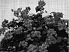 Pelargonium%20peltatum%20%27Paclit%27