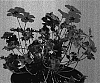 Geranium%20cinereum%20%27Sateene%27