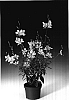 Gaura%20lindheimeri%20%27Gaudwwhi%27