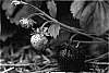 Fragaria%20x%20ananassa%20%27MNUS%20138%27