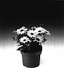 Osteospermum%20ecklonis%20%27Osjamlipur%27