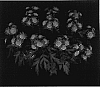 Chrysanthemum%20%20x%20morifolium%20%27Yomistique%27