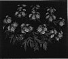 Chrysanthemum%20%20x%20morifolium%20%27Yomistique%27