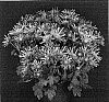 Chrysanthemum%20x%20morifolium%20%27Yobaldwin%27