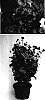 Ageratum%20houstonianum%20%27Sage85015%27