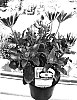 Osteospermum%20ecklonis%20%28DC%29%20T.%20Norl.%20%27Sunny%20Felix%27