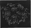 Chrysanthemum%20x%20morifoium%20%27Yopatagonia%27