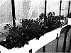 Pelargonium%20peltatum%20%27Wesvilsu%27