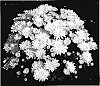 Chrysanthemum%20x%20morifolium%20%27Yotiffany%27