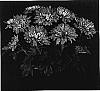 Chrysanthemum%20x%20morifolium%20%27Yovineland%27
