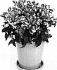 Antirrhinum%20majus%20%27Amalia%20Duo%20Pink%27