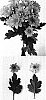Chrysanthemum%20x%20morifolium%20%27Leon%27